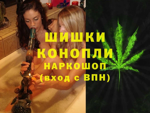 индика Новозыбков