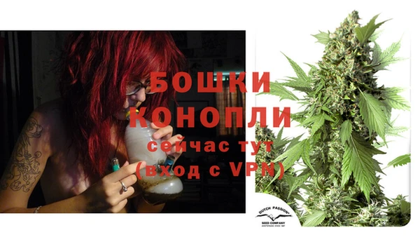 индика Новозыбков
