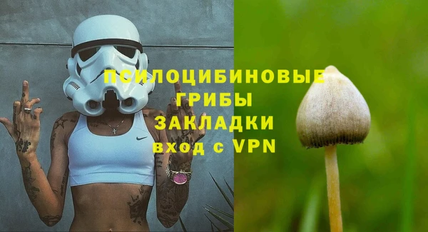 индика Новозыбков
